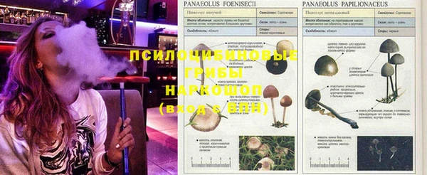 дурь Алзамай